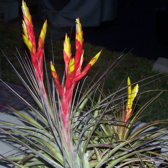 Meet your Posher, Rose - Picture 1 of 1